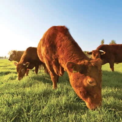 Image cattle grazing pasture