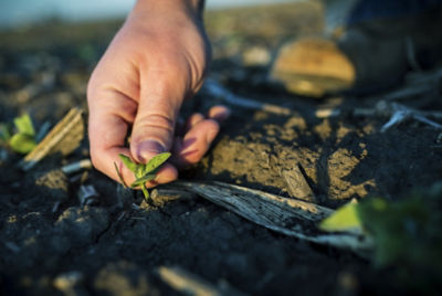 Inspecting emergence soybeans