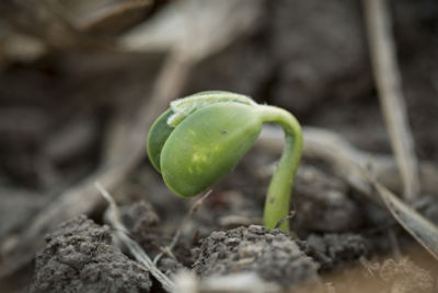 Emergence soybean