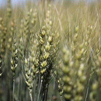 Closeup of mature wheat stalks