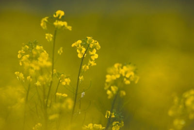 Canoloa plants in field - closeup