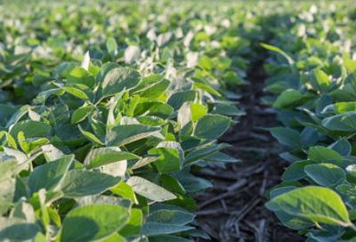 closeup of soybean field