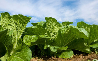 cole-crop-in-field-1_beauty_850pix