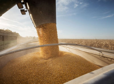 Auger pouring corn into grain bin