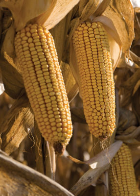 Corn, Corn Stalks