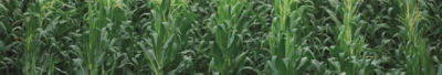 IMG_corn_desktop-Corteva-EU-SI-V1