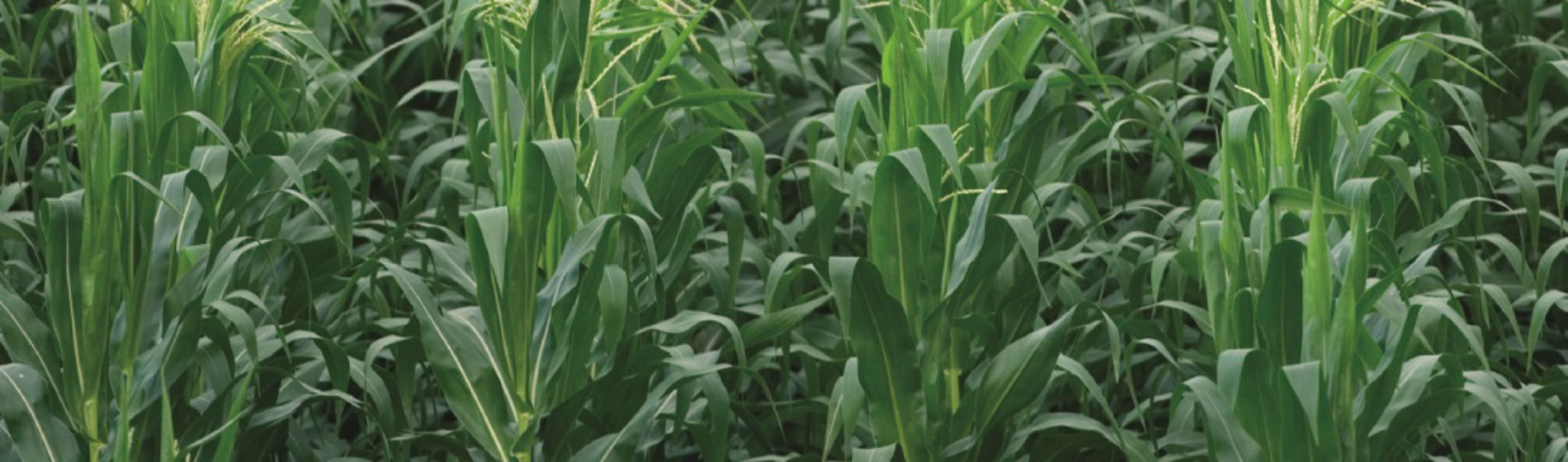 IMG_corn_desktop-Corteva-EU-SI-V1