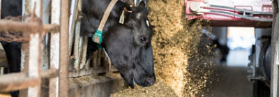 Dairy cows eating silage