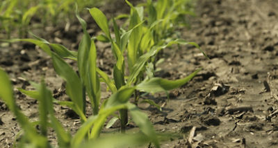 corn early season