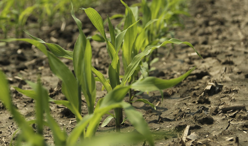 corn