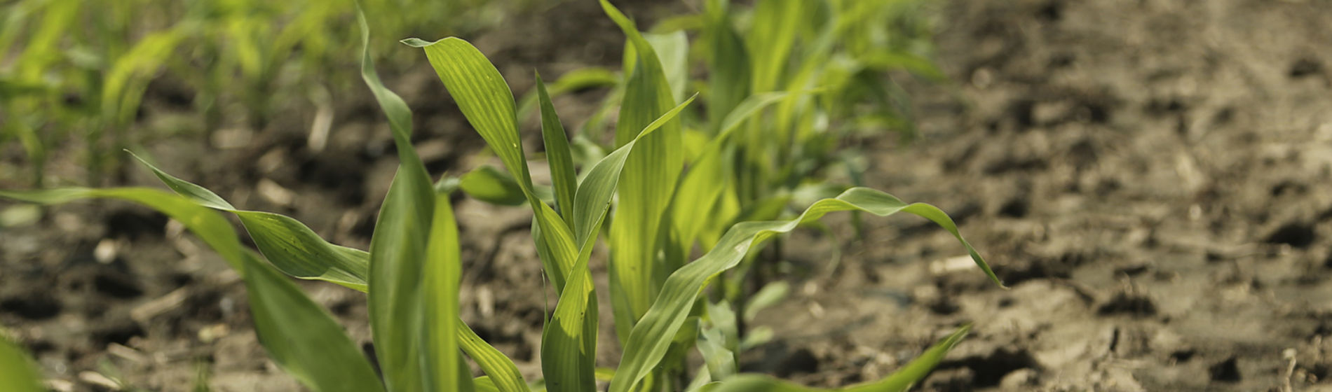 corn
