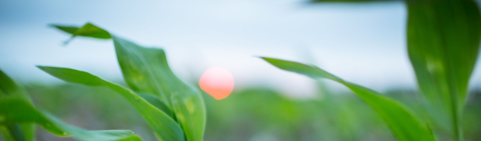 corn