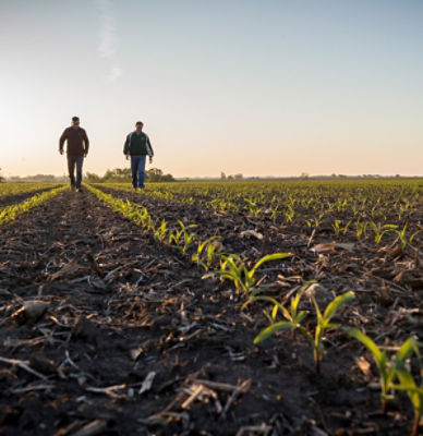 Emergence corn field