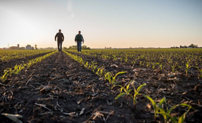 emergence corn field