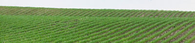 Emergence Corn Field