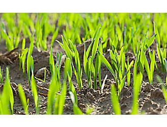 emergence-rice-field-close-up-1_beauty_1_64-1