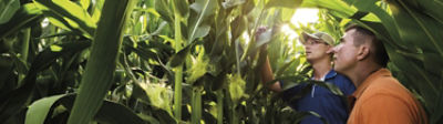 farmer-rep-in-late-season-corn-1_beauty_1-1