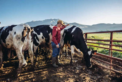 Farmer with cows