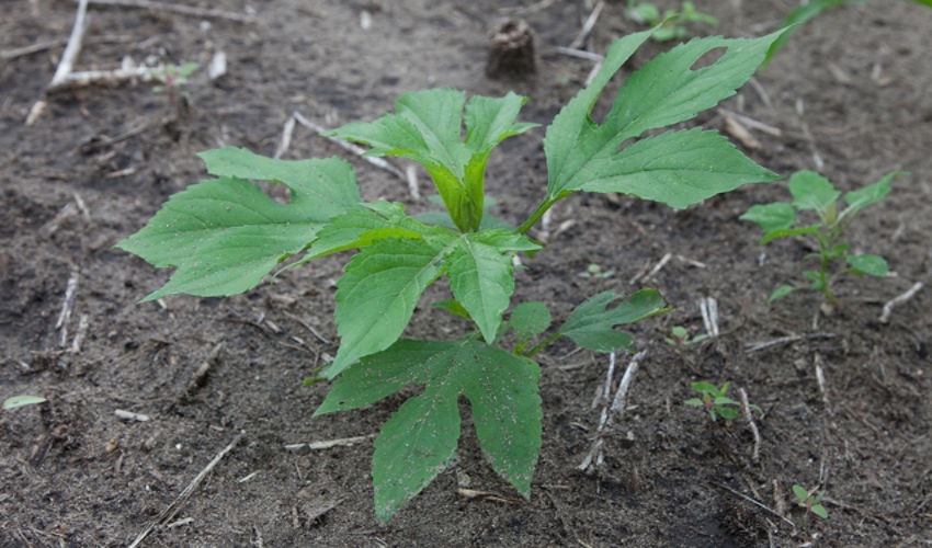 Giant Ragweed