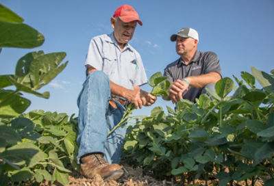 Ground view of farmers inspecting soybeans