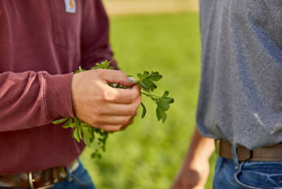 Inspecting alfalfa