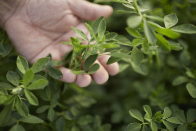 Inspecting alfalfa