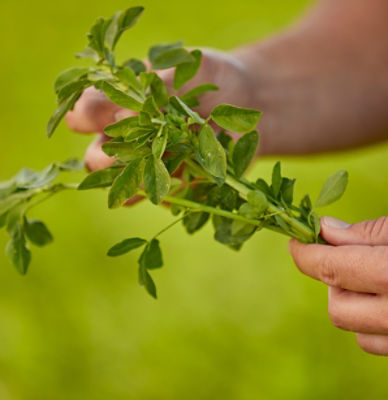 Inspecting alfalfa
