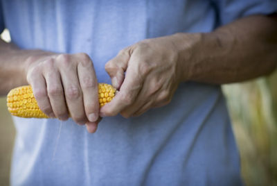 Advancing Yellow Corn Characteristics