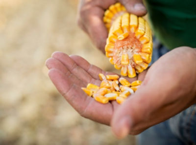 Inspecting corn kernels