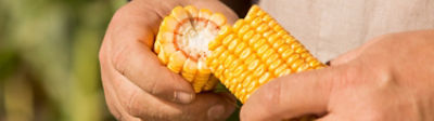 Man inspecting forage corn cob