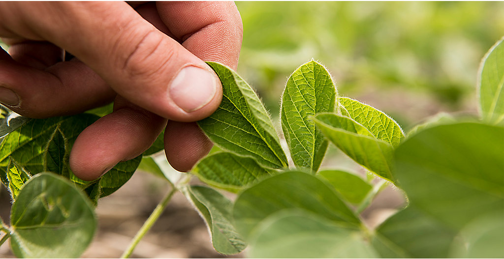 inspecting soybeans