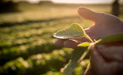 Hand holding soybean leaf