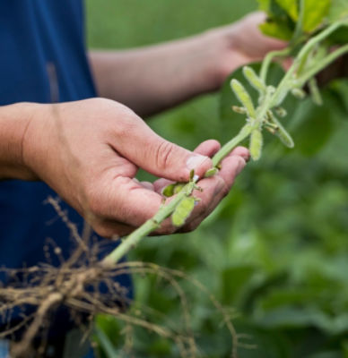 Man inspecting soybean stalk