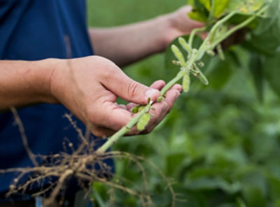 Inspecting soybeans