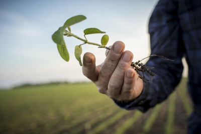 Emergence soybean stalk