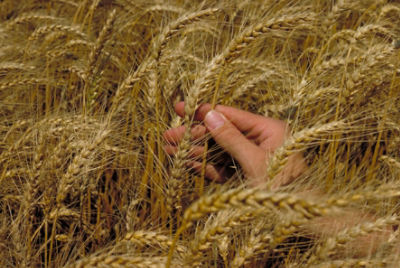 hand in wheat field