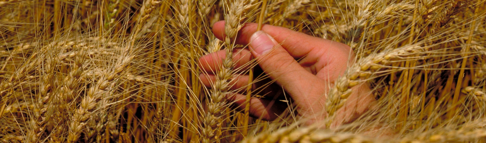 hand in wheat