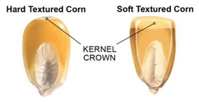 Kernel crown graphic
