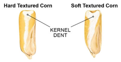 Kernel dent graphic