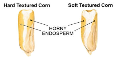 Horny and Endosperm graphic