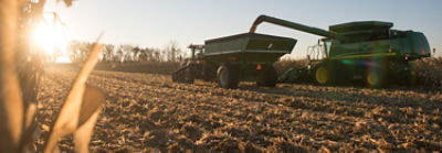 Harvesting corn in field