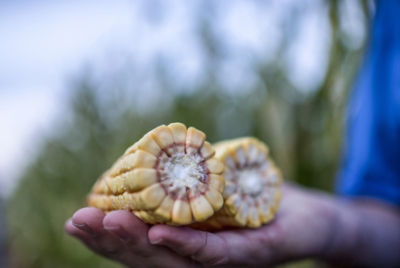 hand holding a broken cob of corn