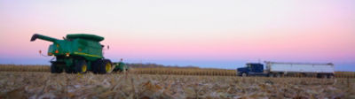 Harvesting corn field