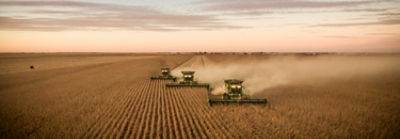 Harvesters in soybean field