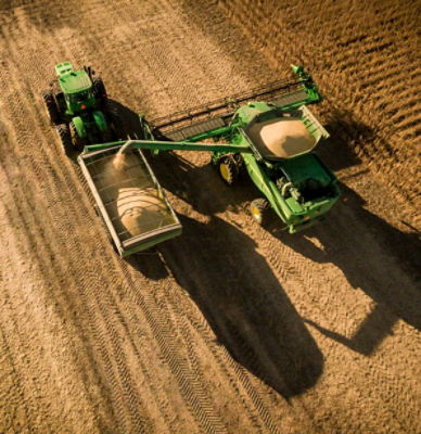 Harvesting soybeans