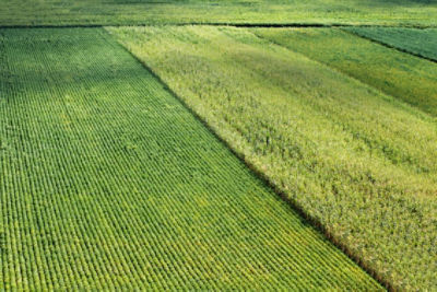 soybean field
