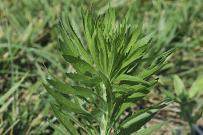 Horseweed
