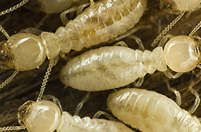 picture of a termite