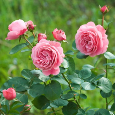 Image of knock out rose