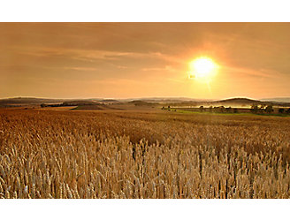 late-season-wheat-field-1_beauty_1_64-1